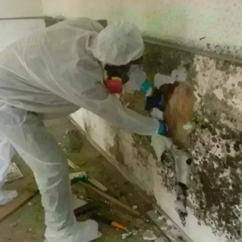 Mold Remediation and Removal in Mulberry, FL